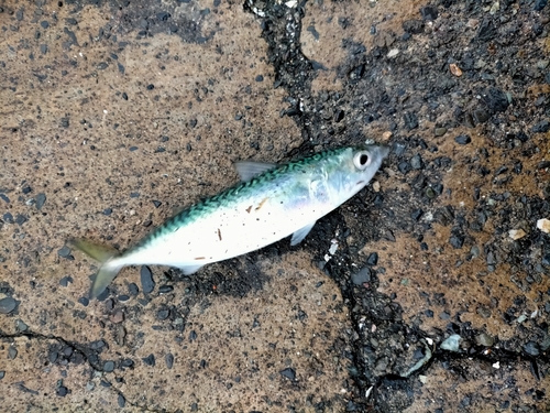 サバの釣果