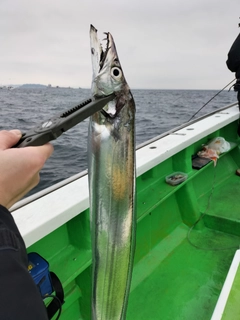 タチウオの釣果