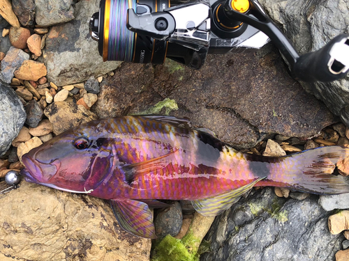 ヤミハタの釣果