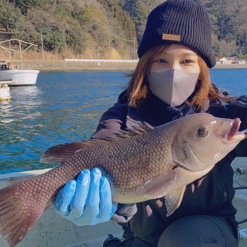 コブダイの釣果