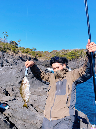 アイゴの釣果