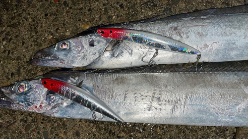 タチウオの釣果