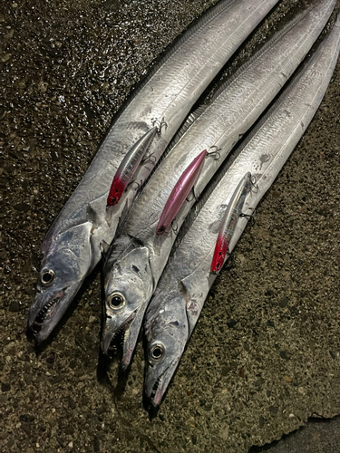 タチウオの釣果