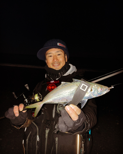 マアジの釣果