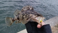 タケノコメバルの釣果