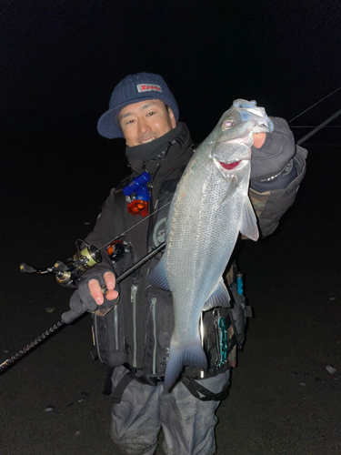 ヒラスズキの釣果