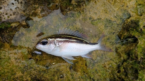 釣果