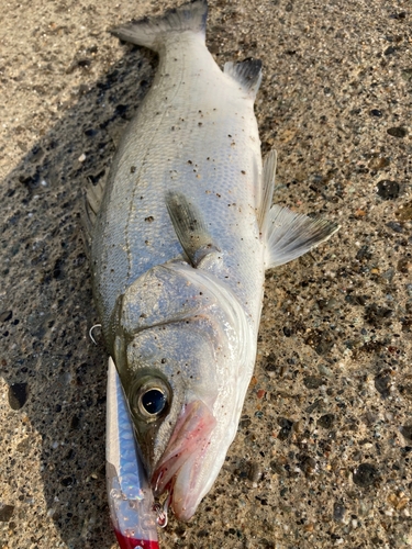 ヒラスズキの釣果