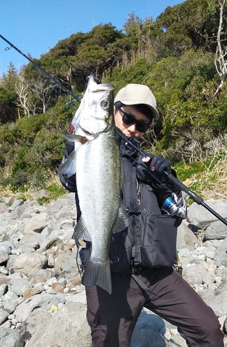 ヒラスズキの釣果