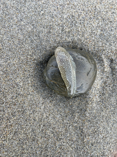 シタビラメの釣果