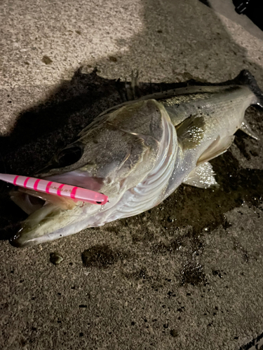 シーバスの釣果