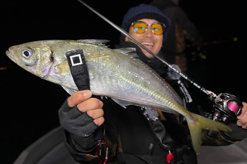 マアジの釣果