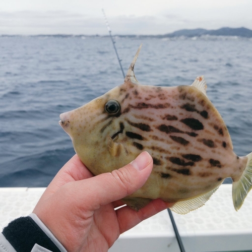 カワハギの釣果