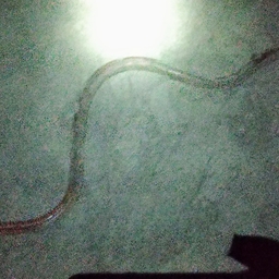 ダイナンウミヘビ
