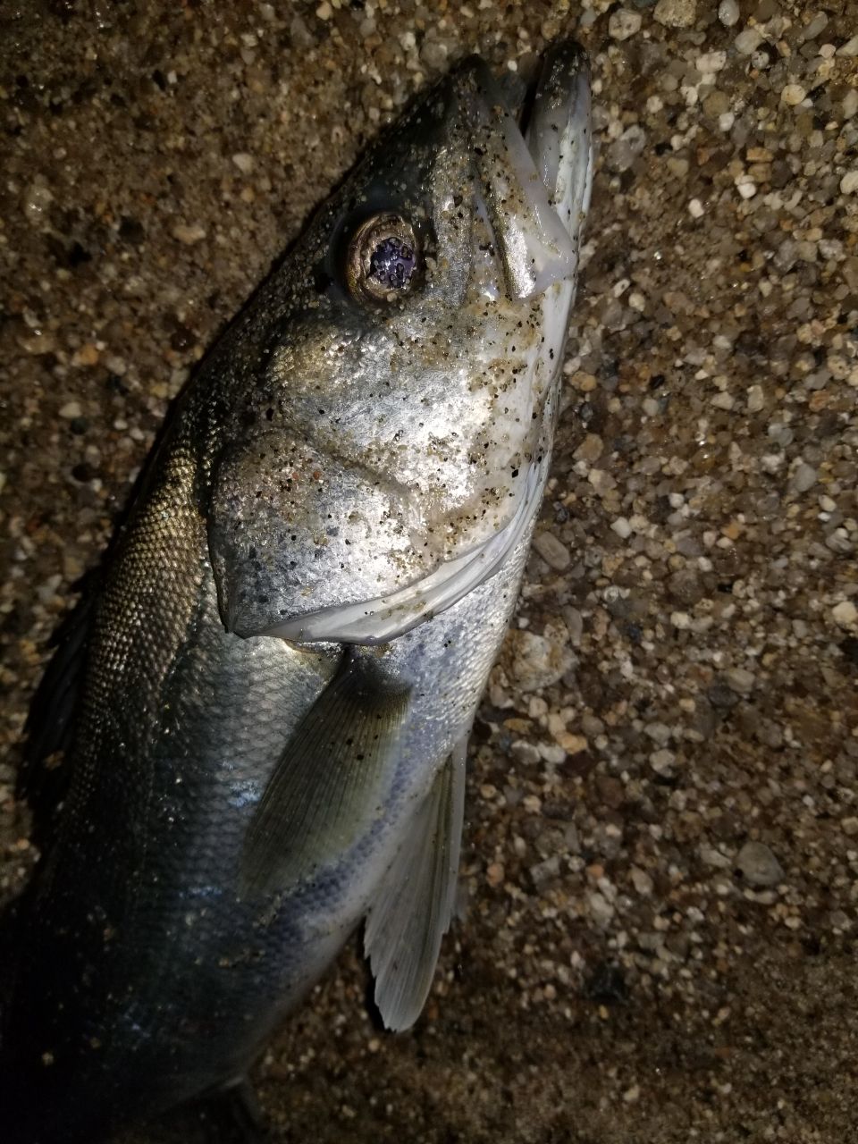 セイゴ（マルスズキ）