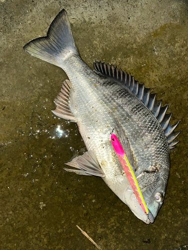 チヌの釣果