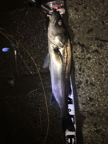 シーバスの釣果