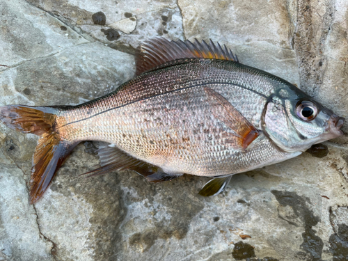 犬吠埼で釣れたウミタナゴの釣り・釣果情報 - アングラーズ