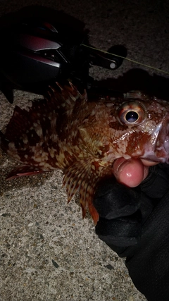 カサゴの釣果