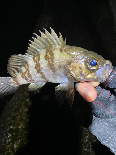 メバルの釣果