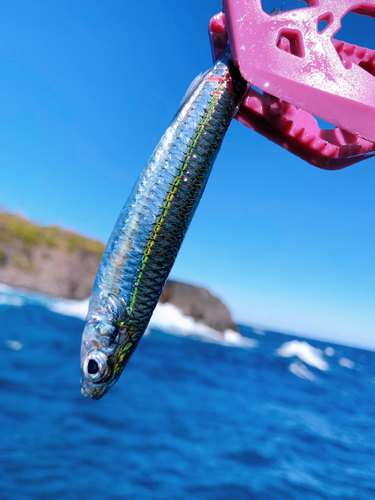 トウゴロウイワシの釣果