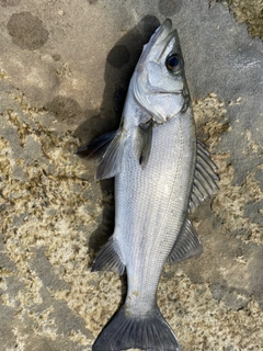 セイゴ（ヒラスズキ）の釣果