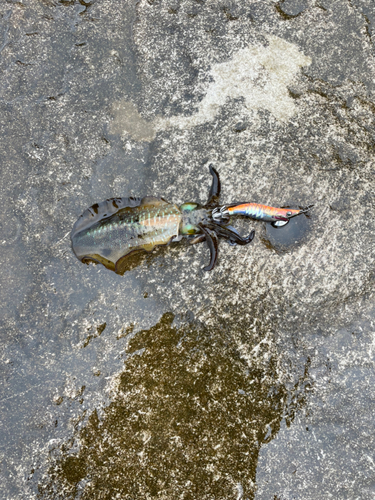 アオリイカの釣果