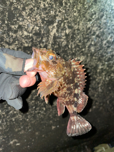 ガシラの釣果