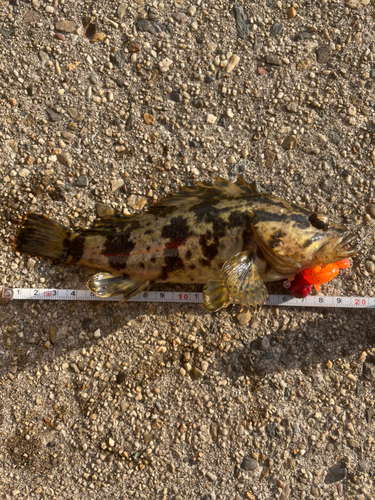 タケノコメバルの釣果