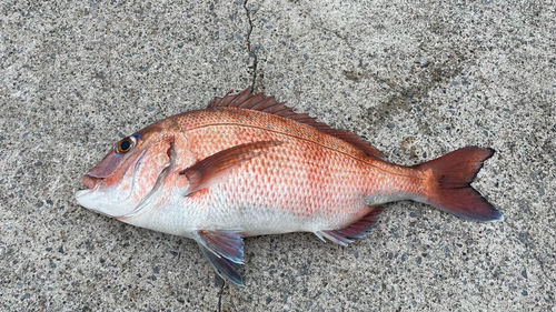 マダイの釣果