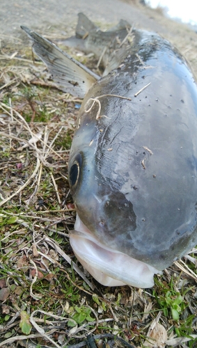 ボラの釣果