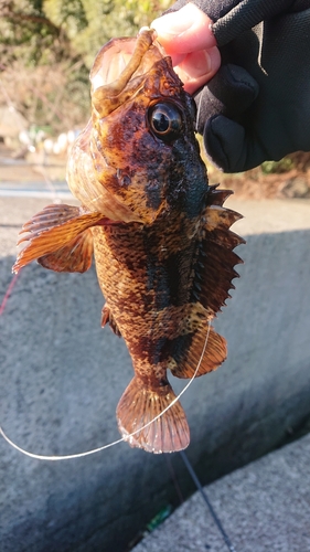 カサゴの釣果