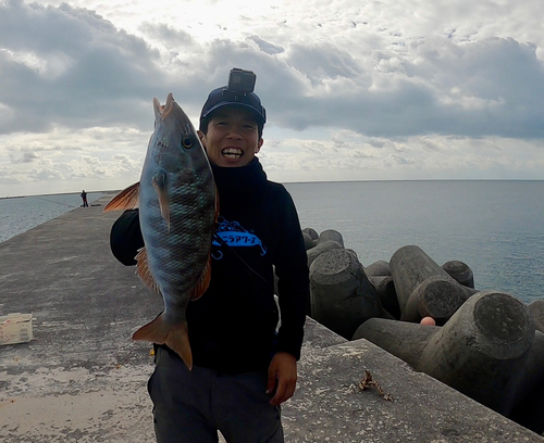 ムネアカクチビの釣果