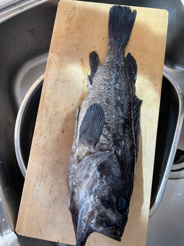 クロソイの釣果