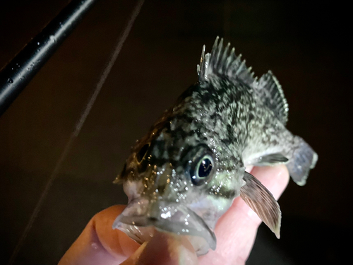 クロソイの釣果