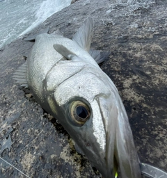 ヒラスズキの釣果