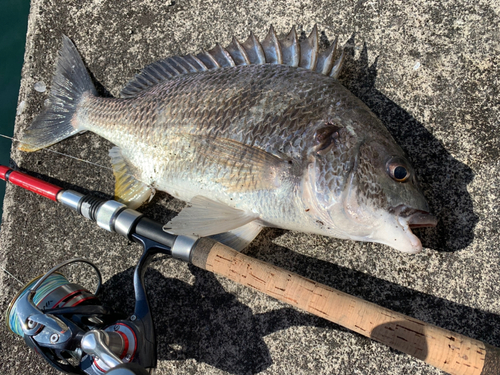 キビレの釣果