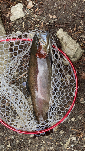 ニジマスの釣果