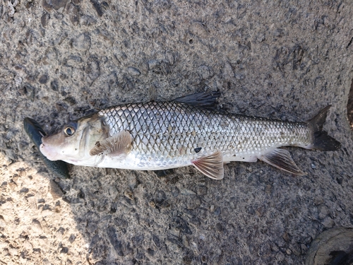 ニゴイの釣果