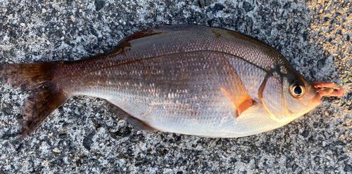 ウミタナゴの釣果