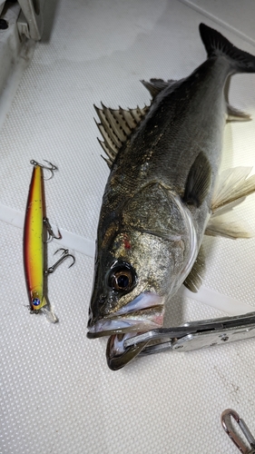 シーバスの釣果