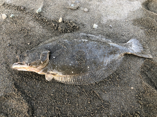 ヒラメの釣果