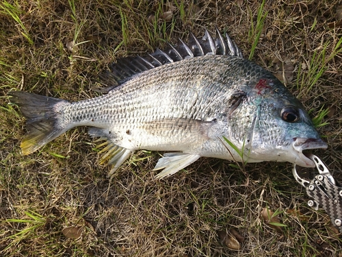 キビレの釣果