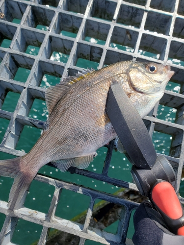 ウミタナゴの釣果