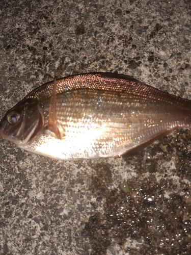 ウミタナゴの釣果