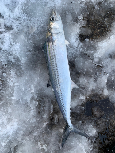 サゴシの釣果