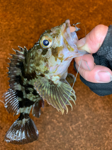 ガシラの釣果