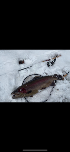 ニジマスの釣果