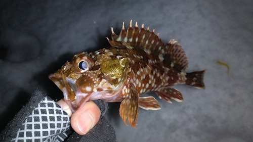 カサゴの釣果