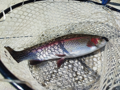 ニジマスの釣果